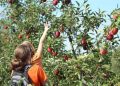 Where to pick your own apples (and find other fall treats) in the suburbs