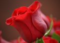 How Can I Best Reject a Date Offer?, by Dr. Robert Wallace