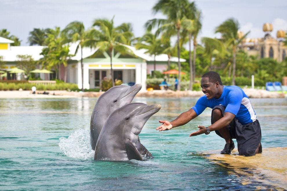 In the Bahamas, Atlantis Paradise Island impresses with marine programs at Dolphin Cay where kids and grown-ups meet and greet the friendly dolphins