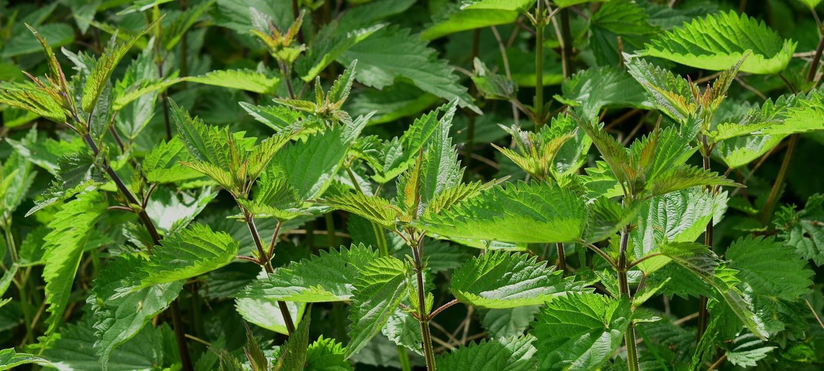 5 Nontoxic Methods for Killing Weeds That Really Work, by Mary Hunt