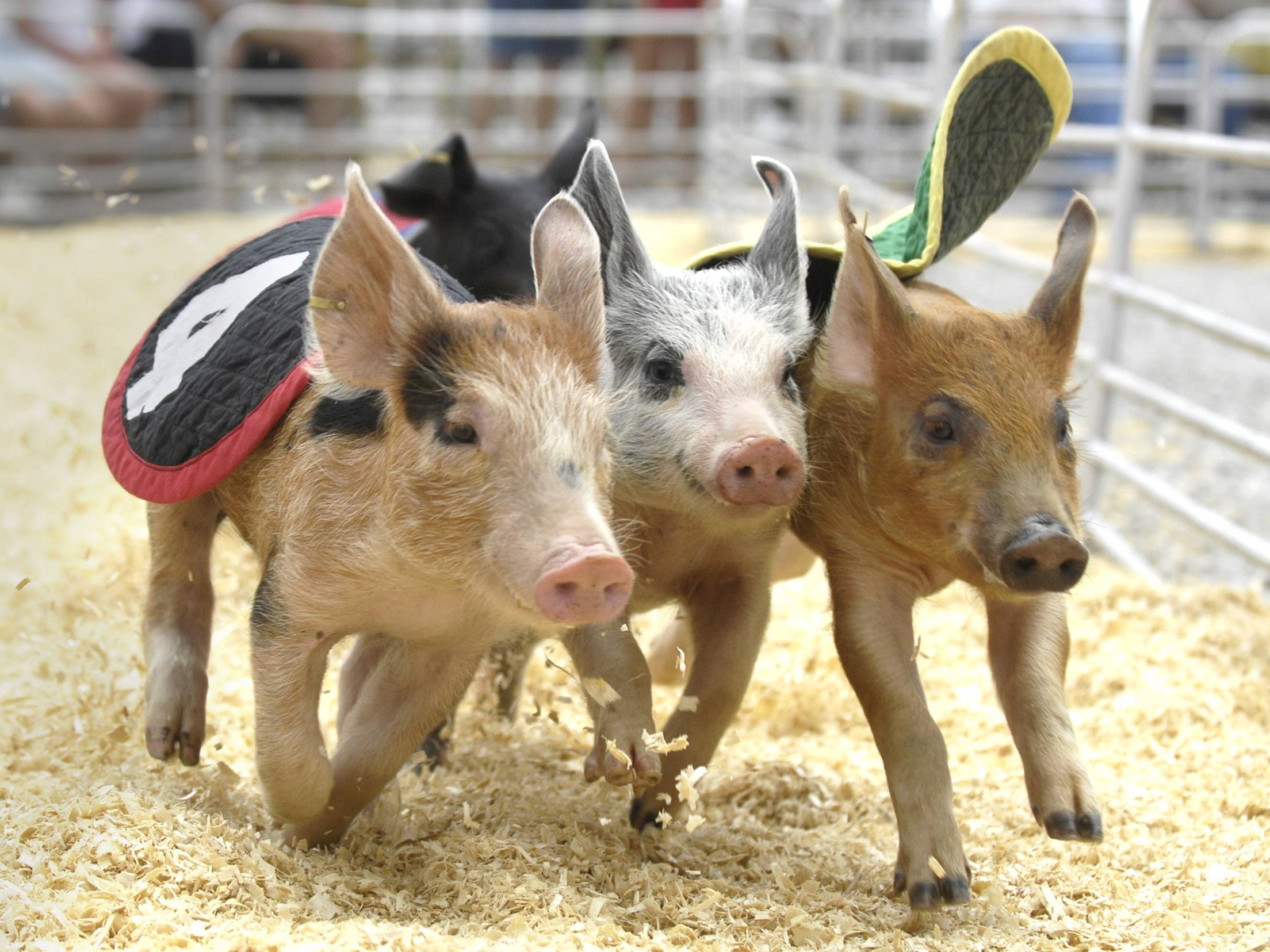 See the Swifty Swine Productions Racing Pigs race at the Kane County Fair, which returns to St. Charles July 13-17.