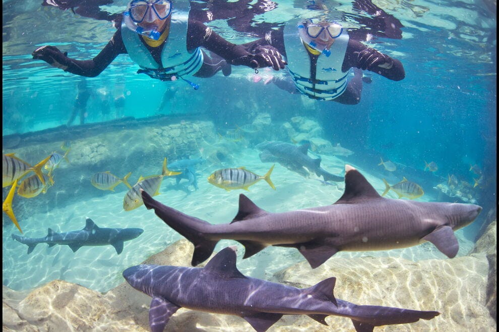 Swim with the sharks at Discovery Cove
