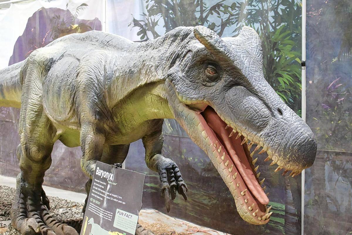 This replica of a baryonyx, a dinosaur species which roamed parts of the planet more than 125 million years ago, will be on display at Jurassic Quest, a touring dinosaur exhibit, which will make two stops in the suburbs this month.