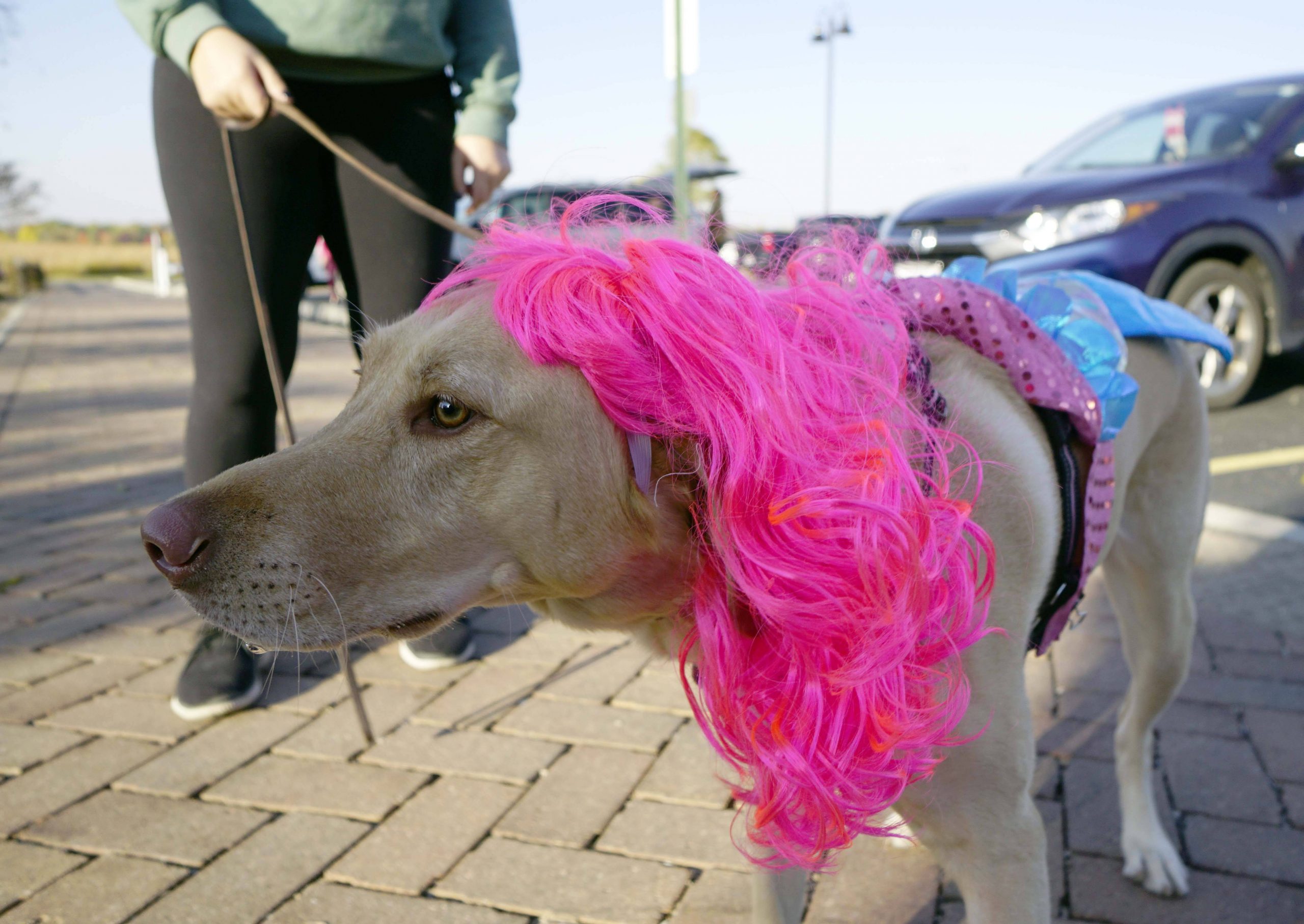 Costumed dogs strut their stuff at Howl O’ Ween Dog Parade in Geneva