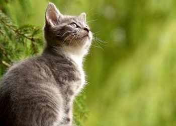 Cat’s Lymphoma Not Contagious, by Lee Pickett
