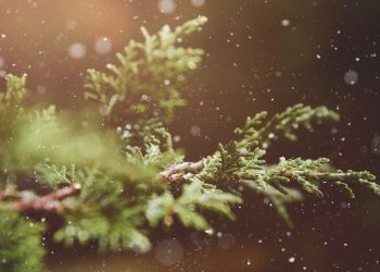 With the Holidays Fresh in Mind …, by Mary Hunt