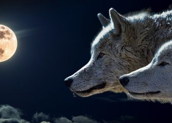 Wolf Moon, by Holiday Mathis