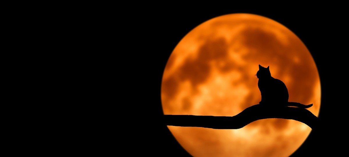 Waltz of the Cat Moon, by Holiday Mathis