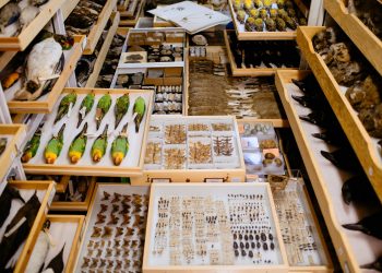 166 years as a ‘library of the natural world’: You can see some of Notebaert museum’s specimens