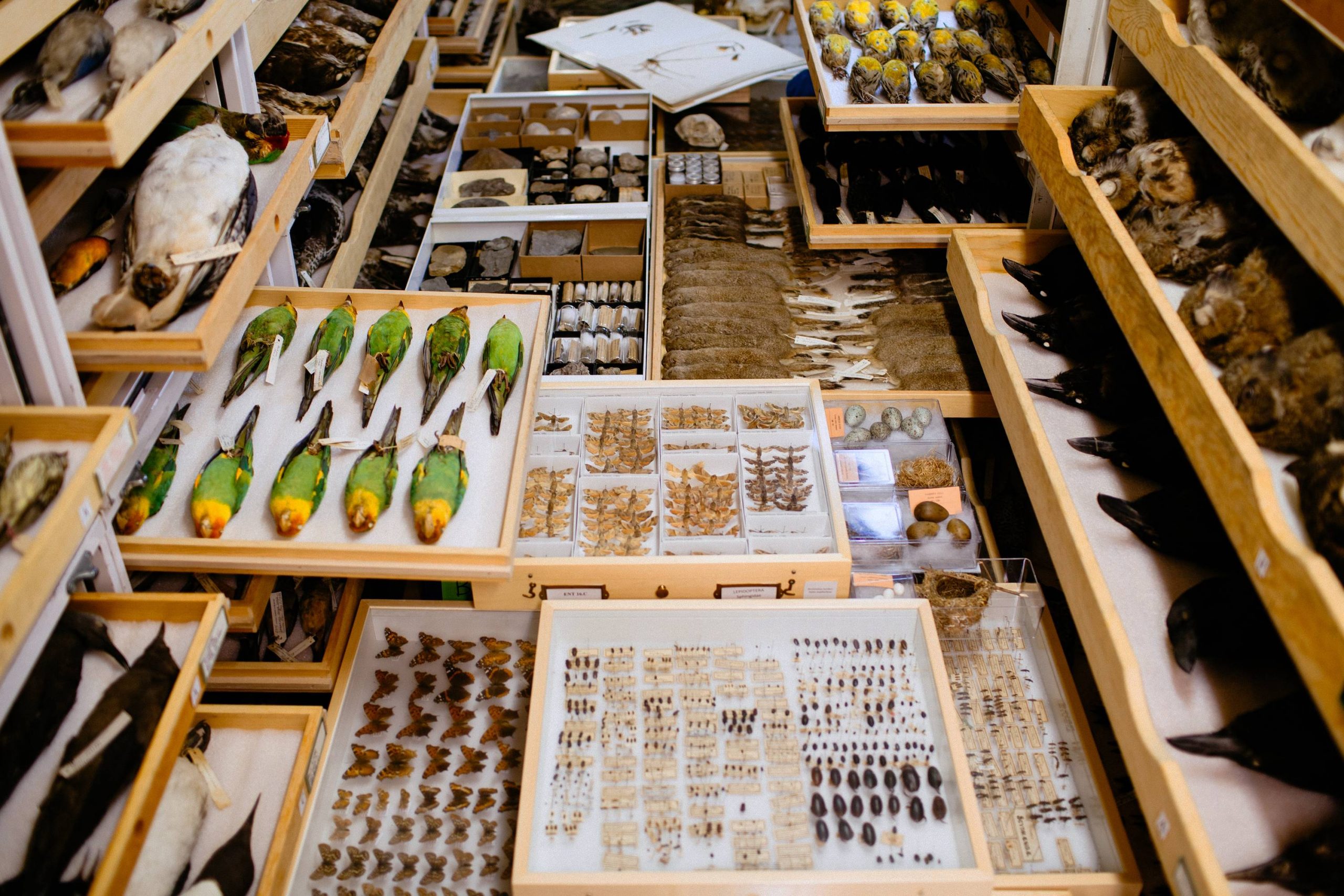 166 years as a ‘library of the natural world’: You can see some of Notebaert museum’s specimens